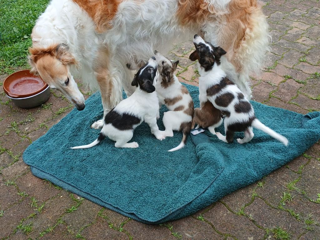 chiot Barzoi La Svora Des Lices Rurikides