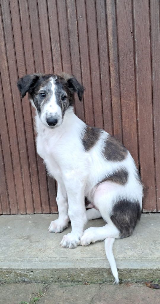 La Svora Des Lices Rurikides - Chiot disponible  - Barzoi