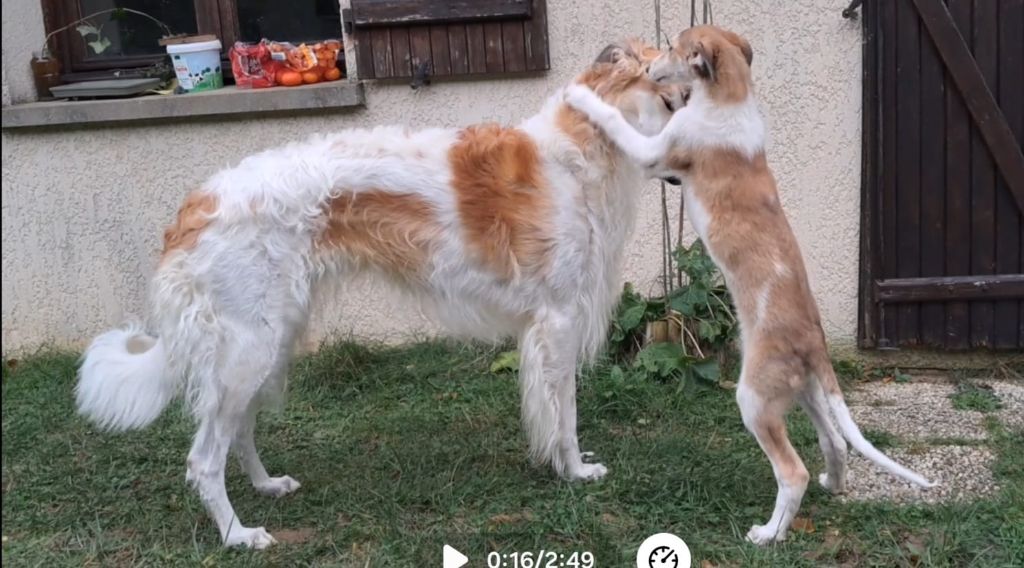 La Svora Des Lices Rurikides - Chiot disponible  - Barzoi