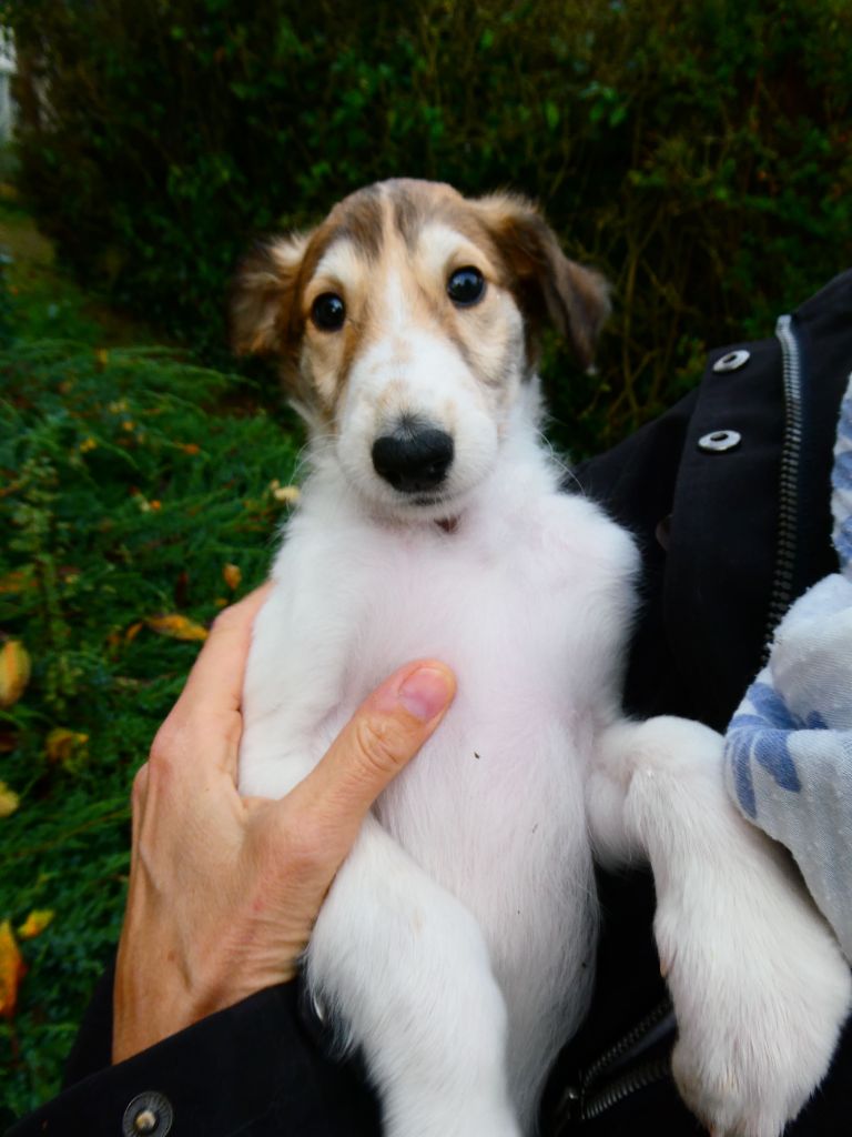 La Svora Des Lices Rurikides - Chiot disponible  - Barzoi