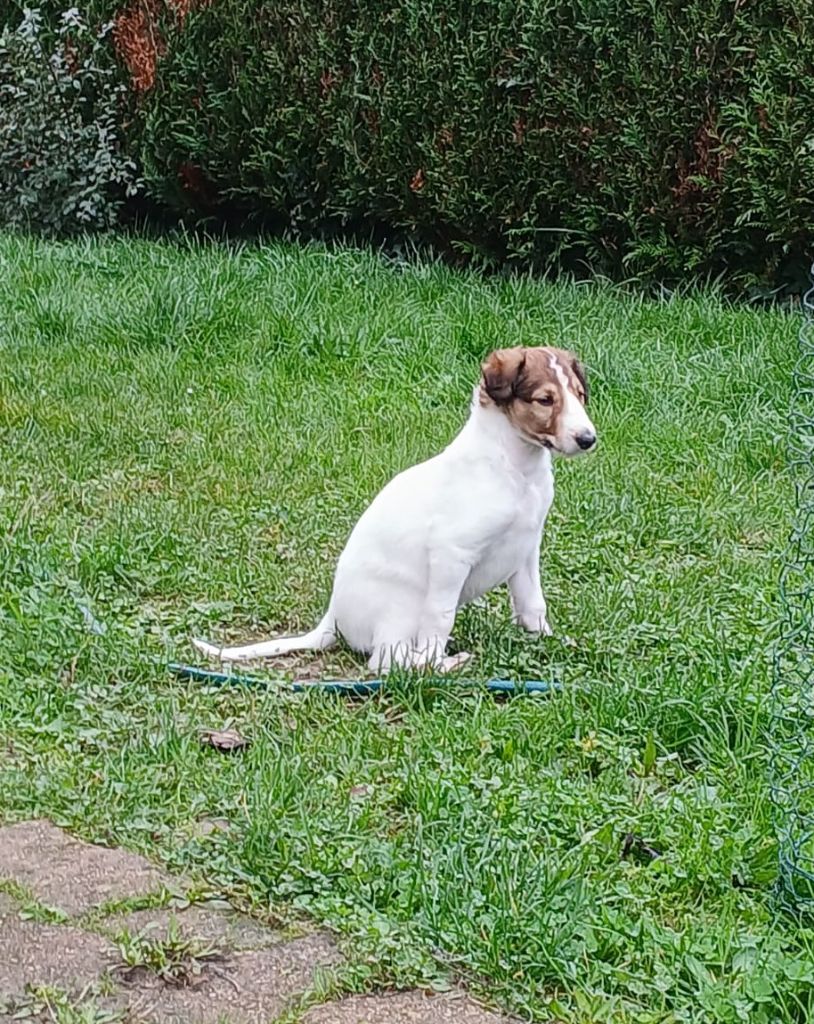 La Svora Des Lices Rurikides - Chiot disponible  - Barzoi