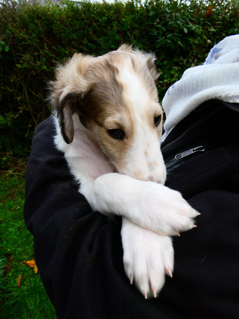 La Svora Des Lices Rurikides - Chiot disponible  - Barzoi