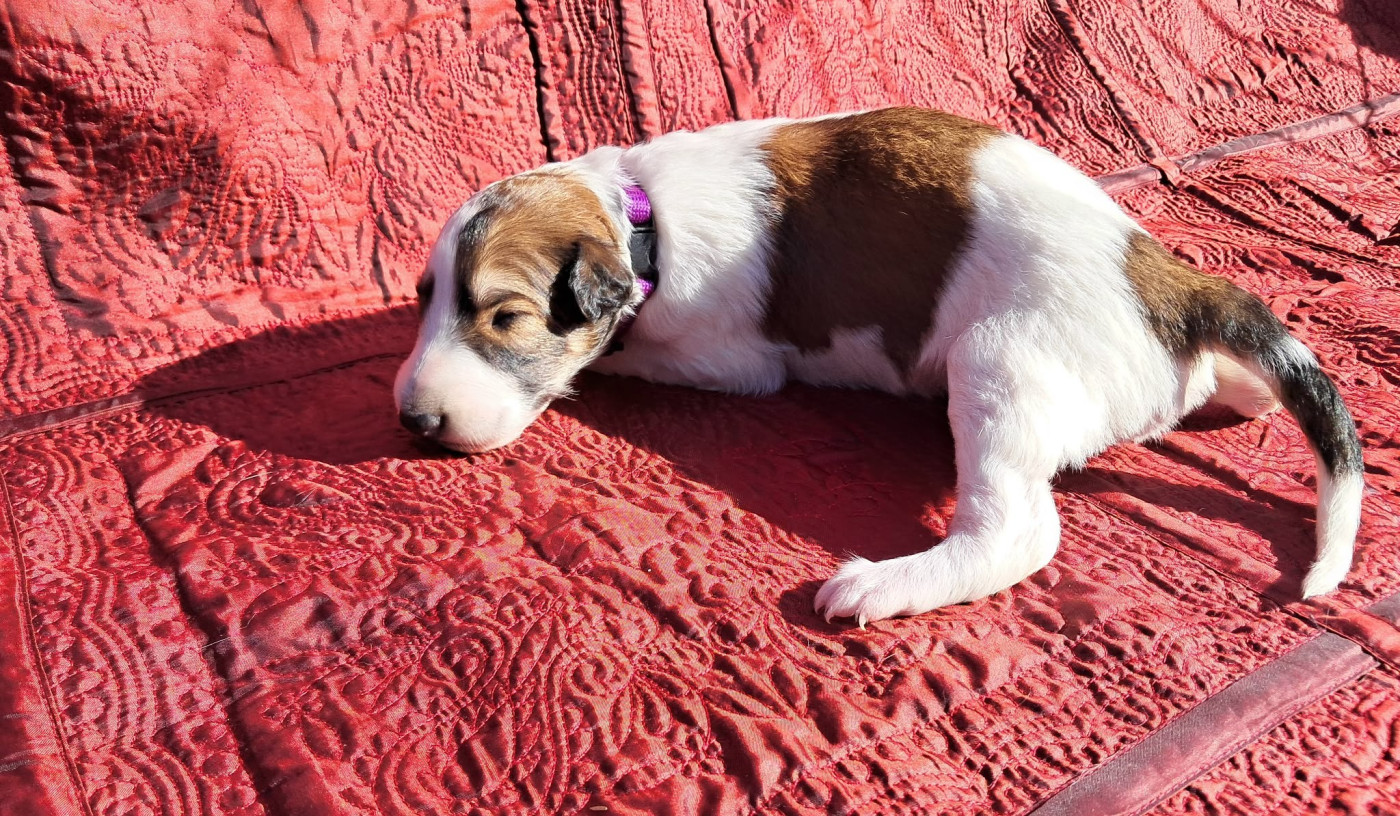 La Svora Des Lices Rurikides - Chiots disponibles - Barzoi