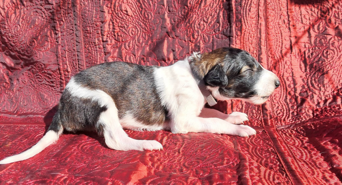 La Svora Des Lices Rurikides - Chiots disponibles - Barzoi